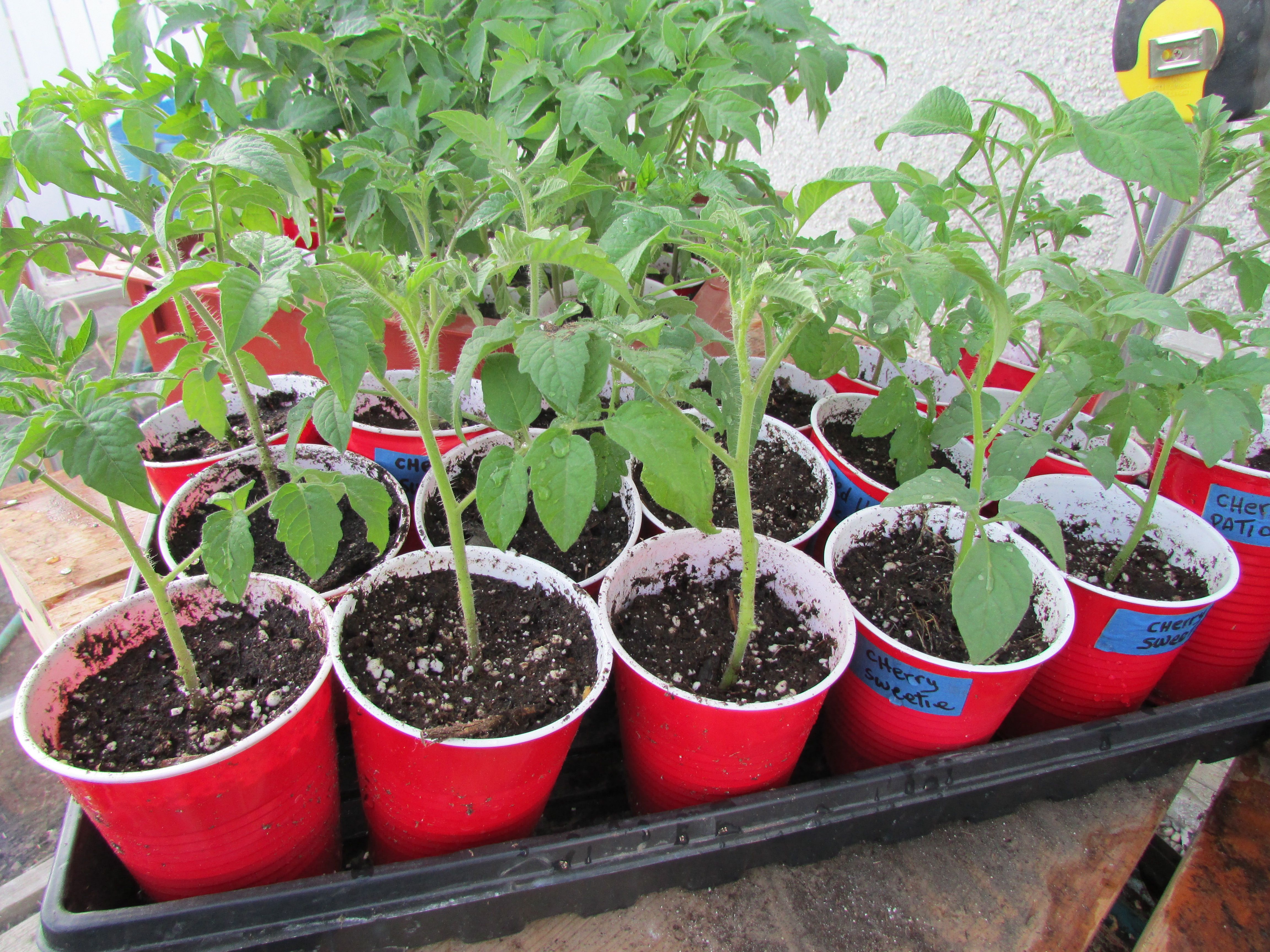 Tomato plants shop for sale